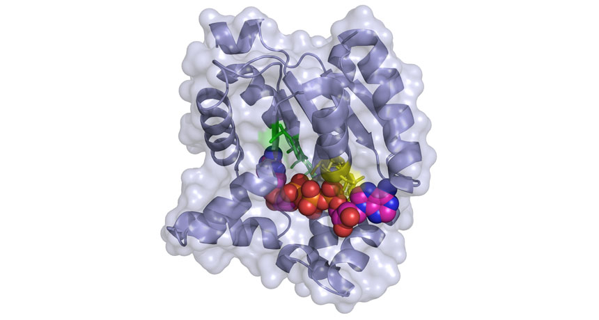 Scheme of adenylate kinase enzyme