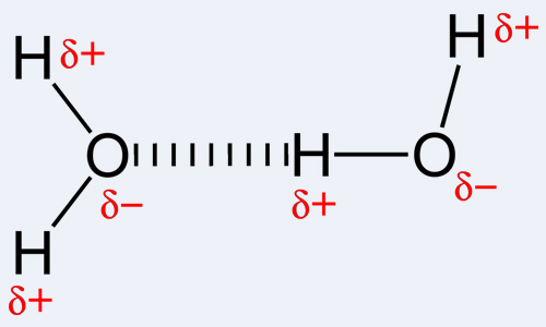 Hydrogen bonds