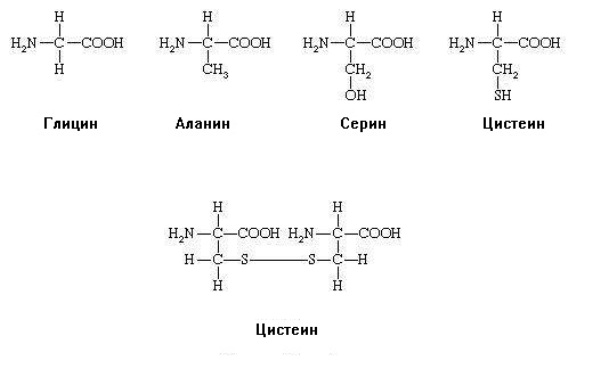 Structural formulas of certain amino acids