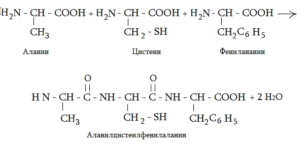 Схема реакции образования трипептида из аминоуксусной кислоты