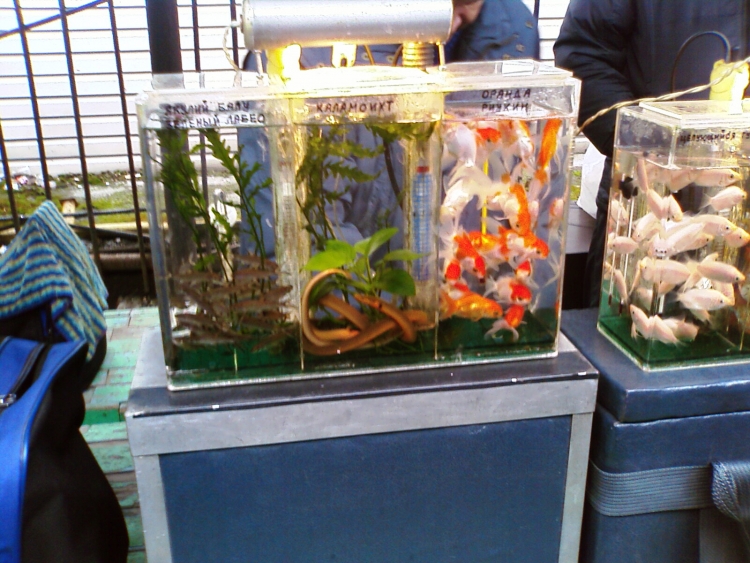 Продать аквариумных рыбок. Гуппи на птичьем рынке. Птичий рынок рыбки аквариумные. Птичий рынок. Птичий рынок аквариумы.