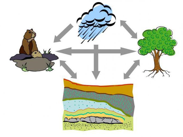 main factors of soil formation in the Orenburg region