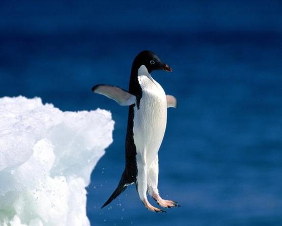 почему пингвин не летает