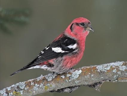 which bird hatches chicks in winter