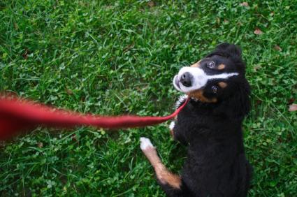 How to train a dog for a muzzle