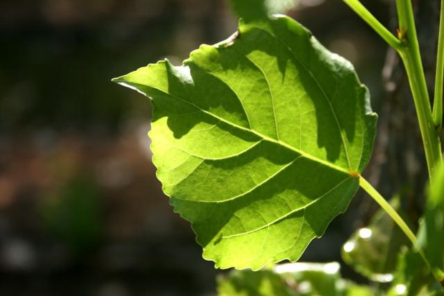 Lombardy poplar