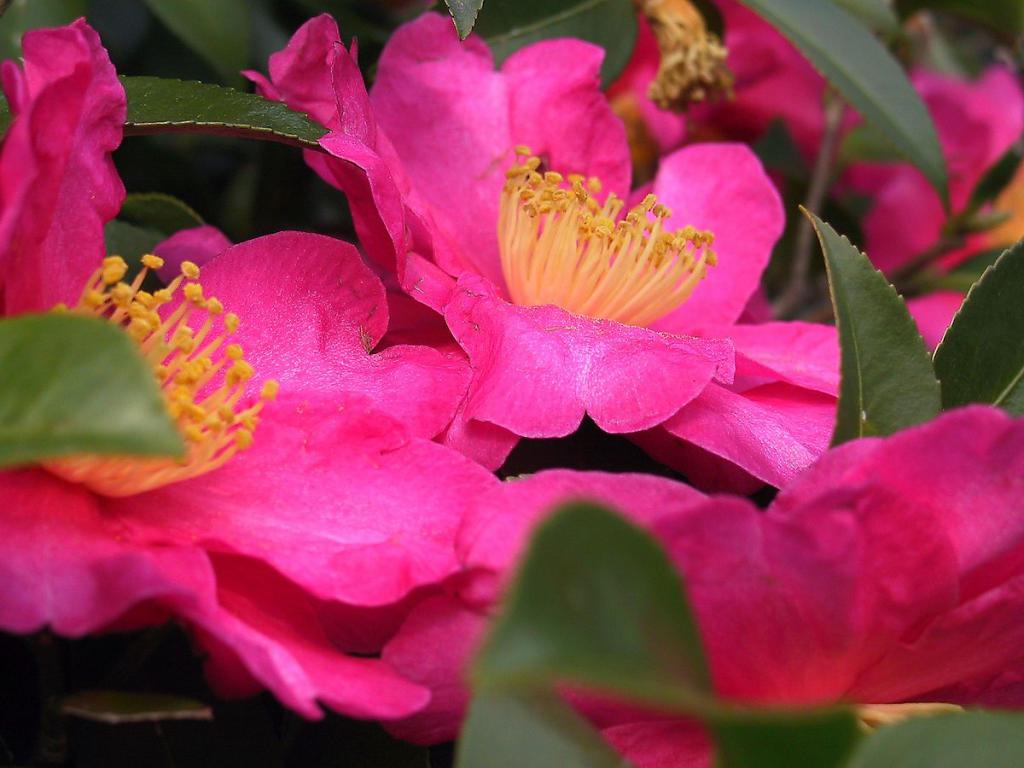 Chinese camellia