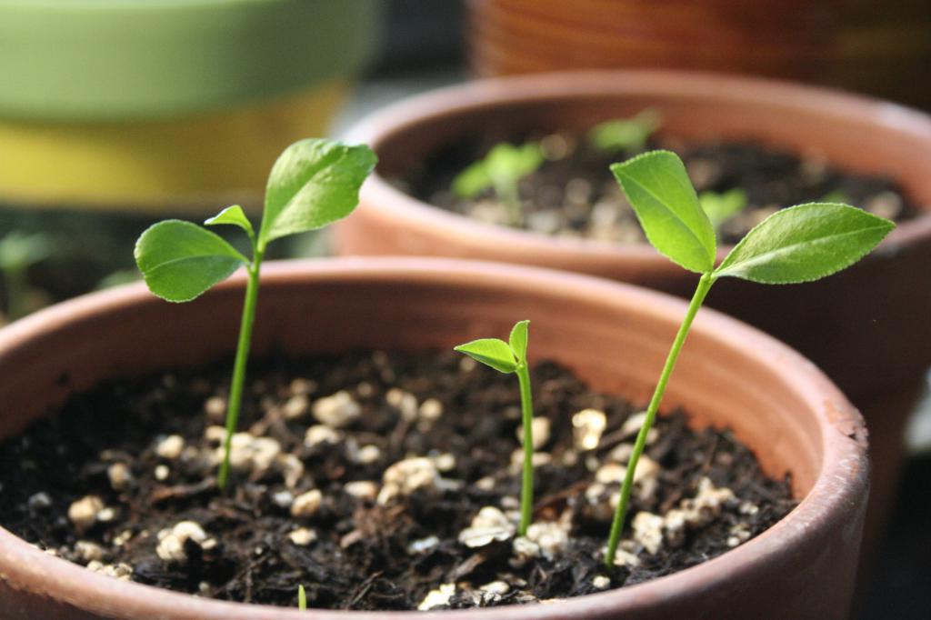 Tea Seedlings