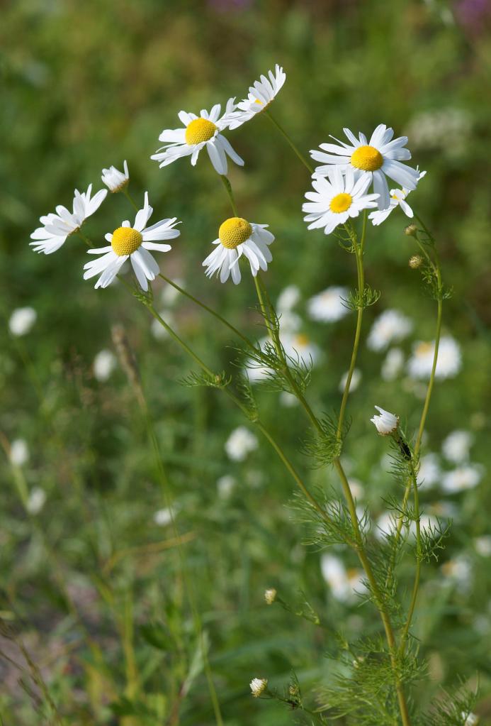 Field camomile