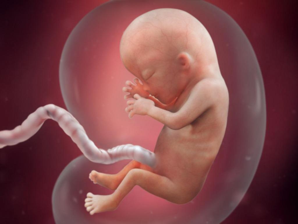 эмбриональное развитие