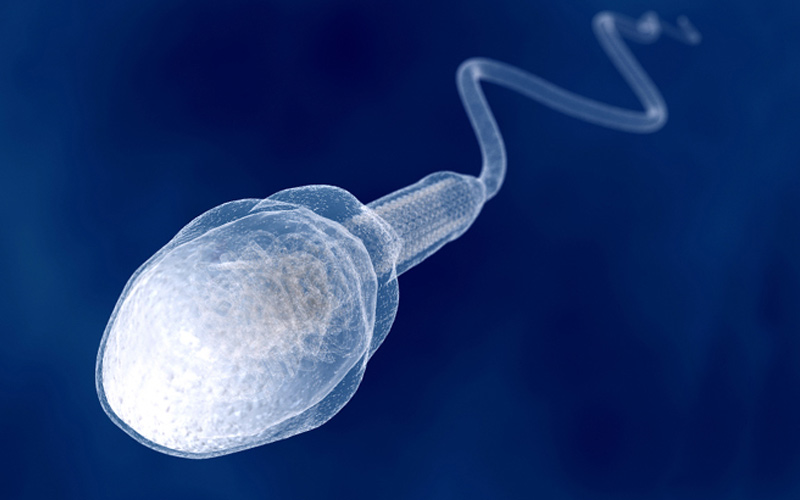 активный сперматозоид