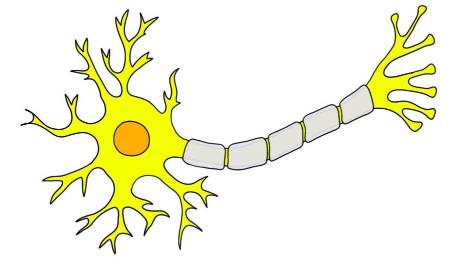 Схематическое изображение нейрона