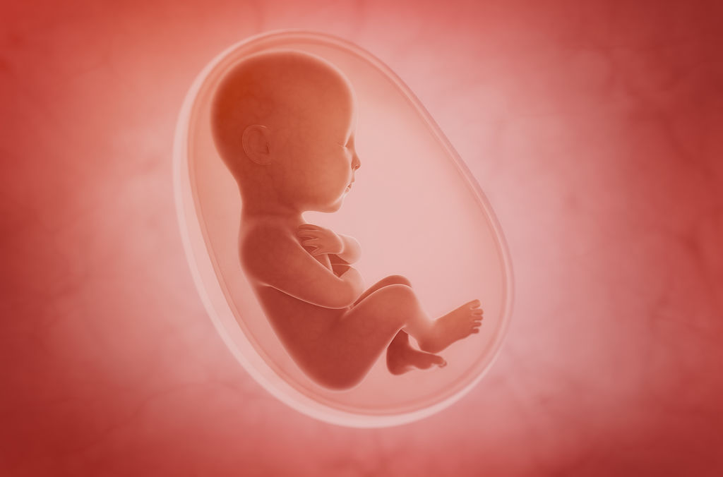 эмбрион в утробе