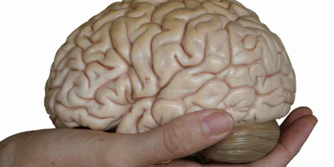 модель головного мозга