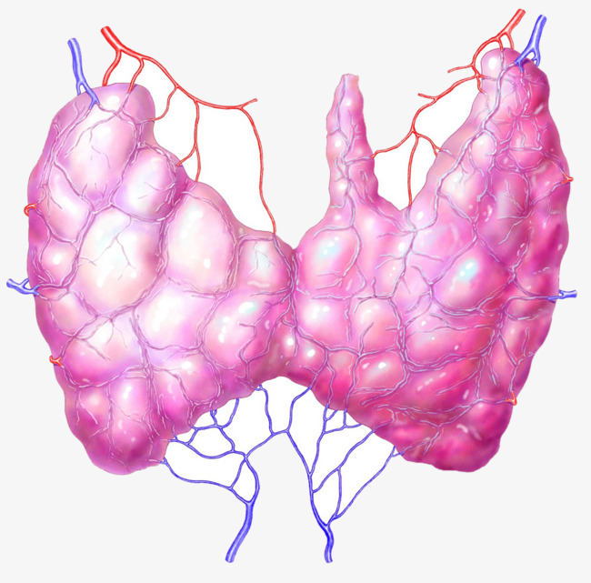 строение щитовидной железы