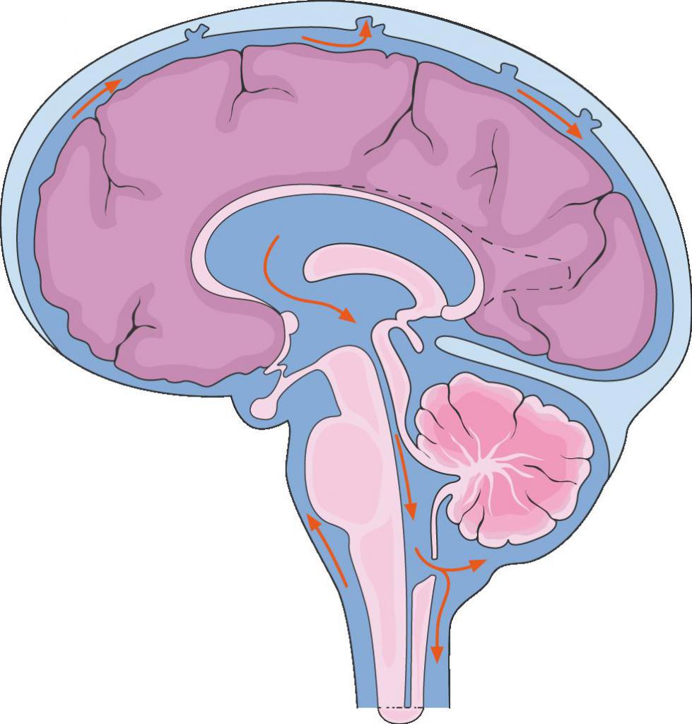 циркуляция ликвора