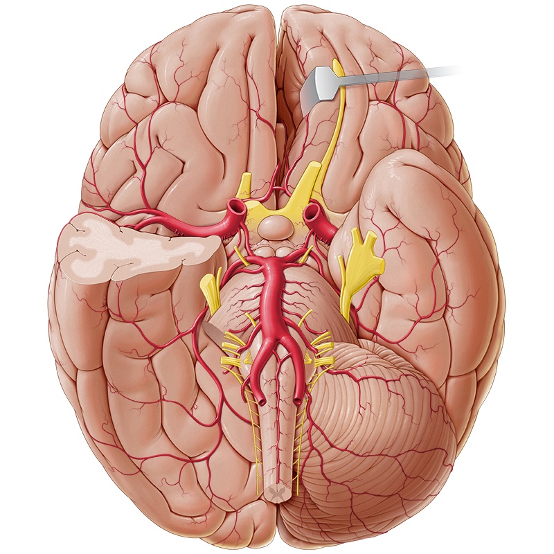 артерии основания мозга