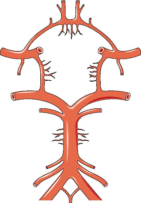 Виллизиев круг анатомия схема