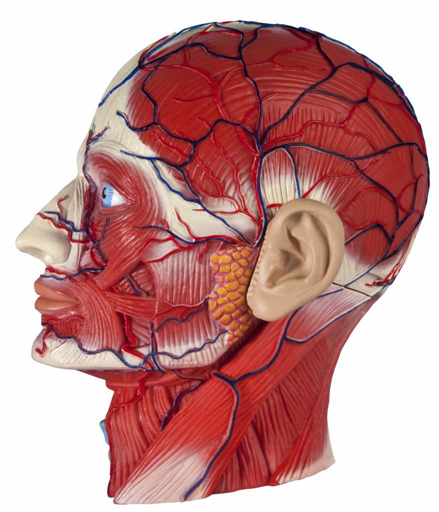 Артерии и вены на лице фото