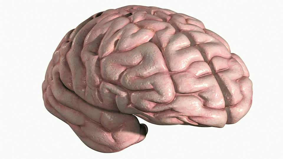 кора головного мозга