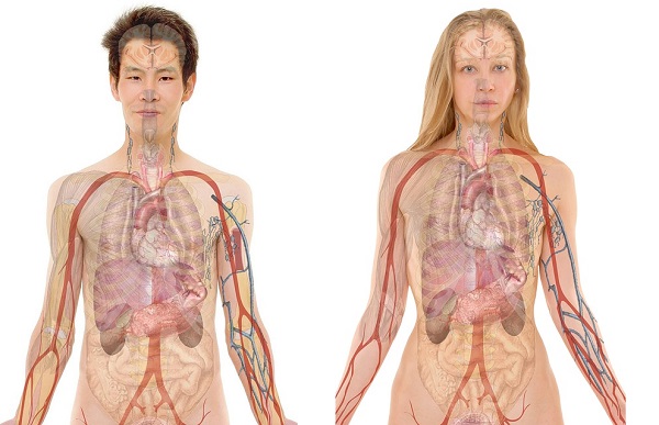 анатомия тела человека