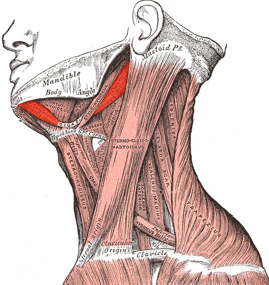 мышцы шеи и гортани