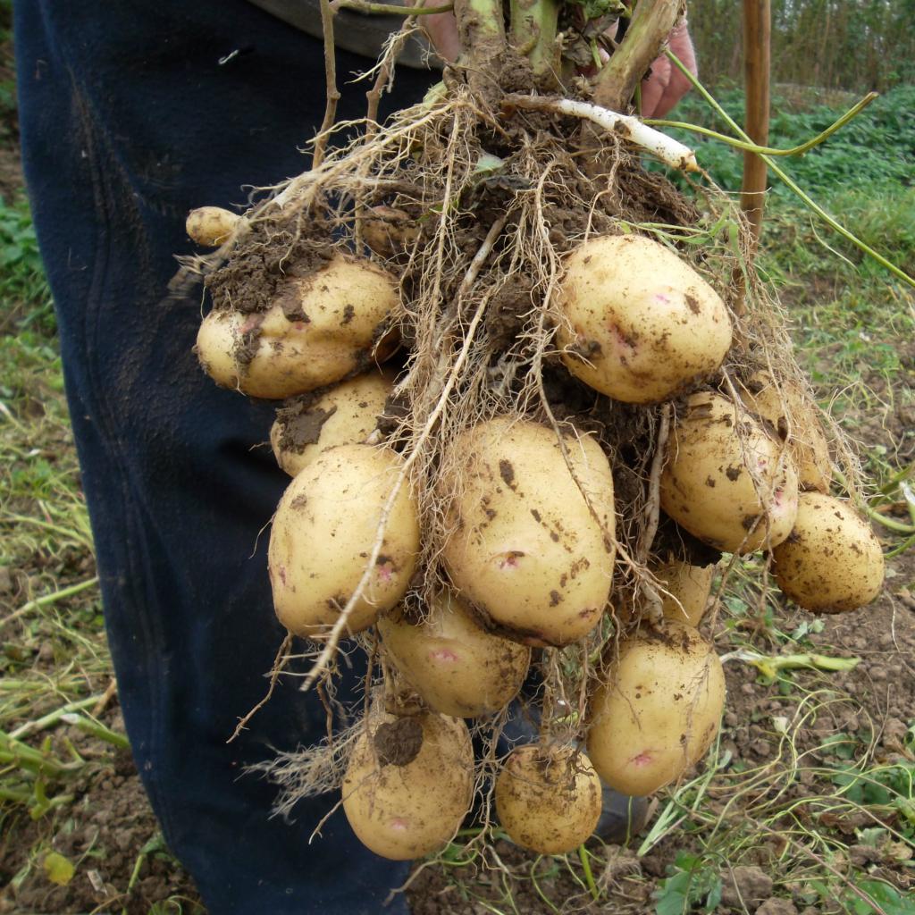 potatoes, bulb, tubers