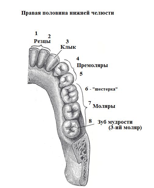 Зуб в десне