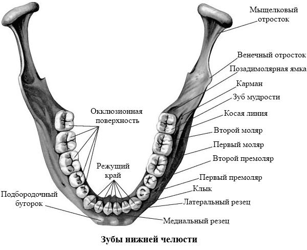 Как зубы крепятся к челюсти картинки