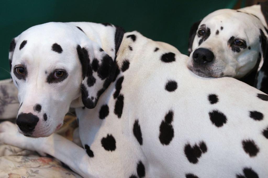 Dalmatian most loyal dog