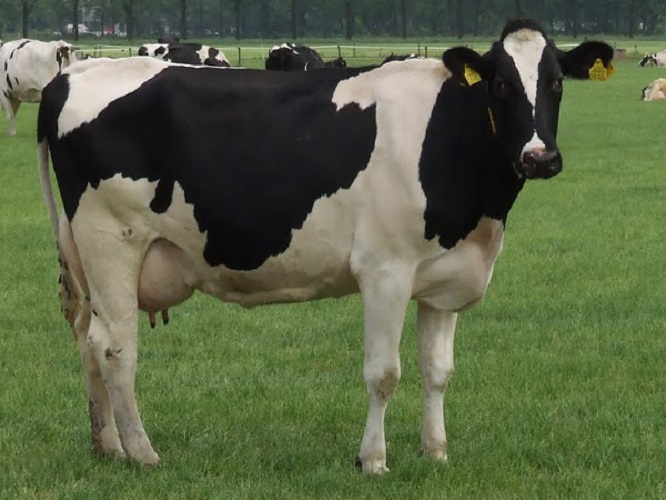 Корова дает самое лучшее молоко