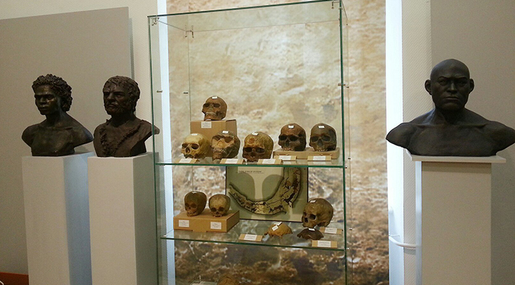 Коллекция скульптурных материалов Антропологического музея МГУ