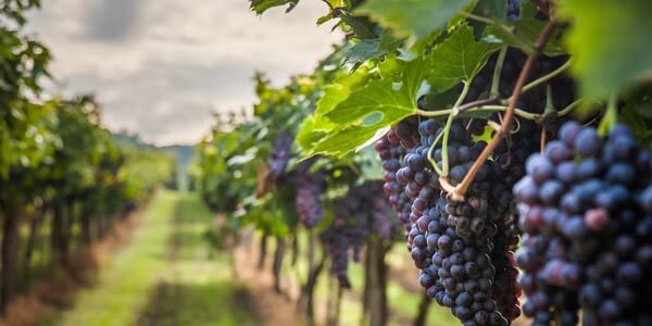 Чилийские виноградники