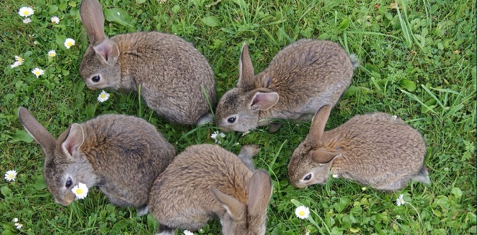 Крольчата на траве