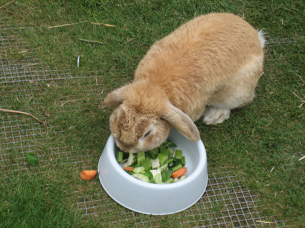 Кролик кушает овощи