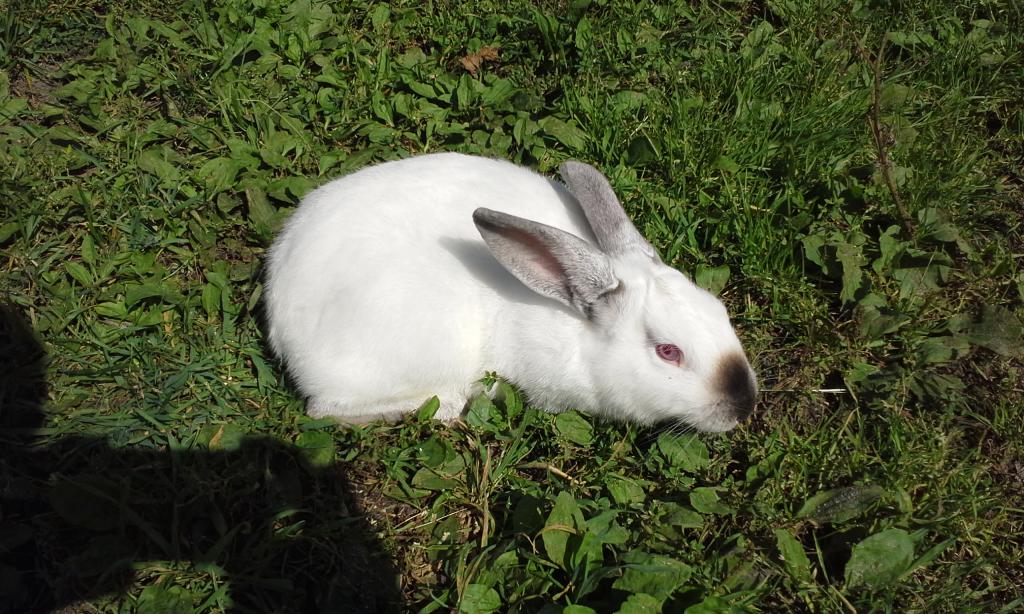 Кролик калифорнийской породы сидит на траве