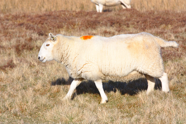 Pregnant sheep with a mark on the back