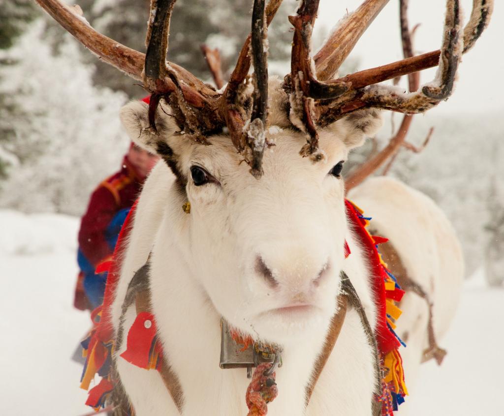 Christmas deer.