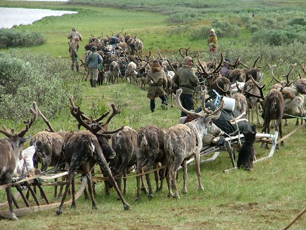 Shepherds overtake a herd of deer.