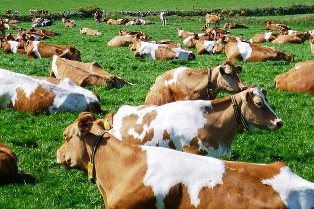 Взять коров. Guernsey Cattle. Guernsey Cow.