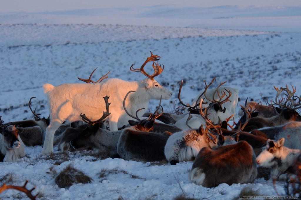 Reindeer husbandry in the north.