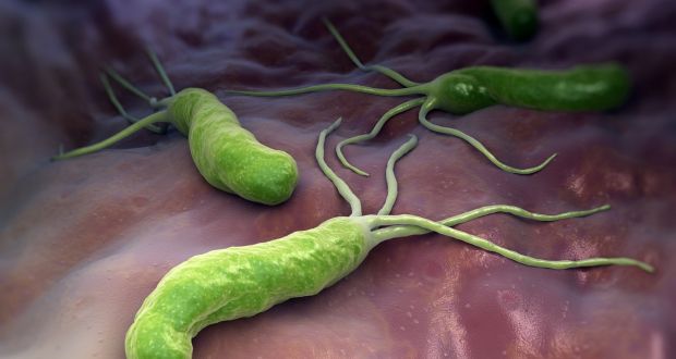 symptoms of the presence of helicobacter pylori bacteria