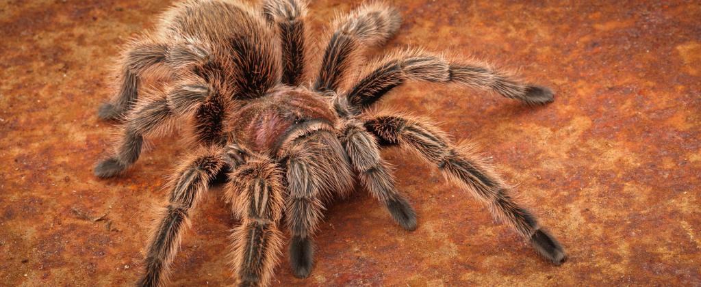 tarantula spider photo