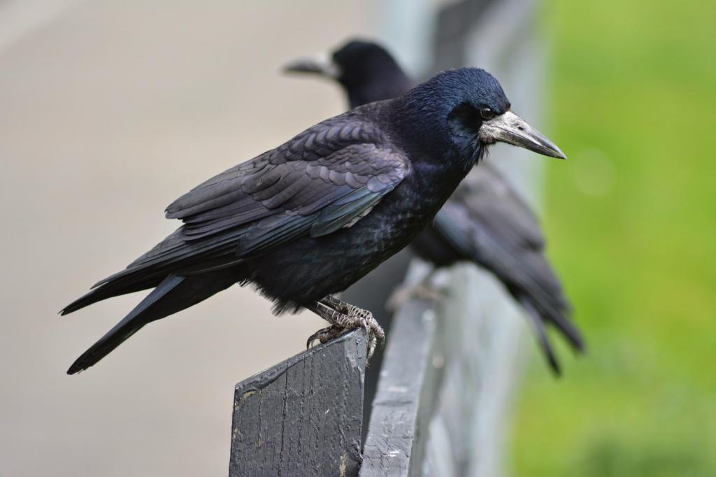 Ворон ворону глаз. Ворон и ворона. Грач Размеры птицы. Irish Crow. Грач фото и ворона фото.