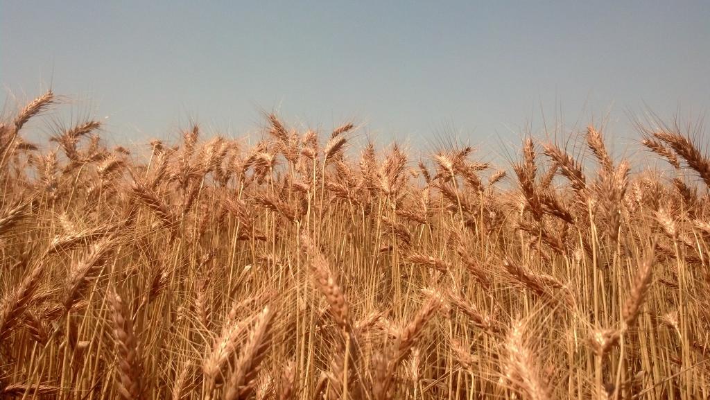 сроки посева пшеницы