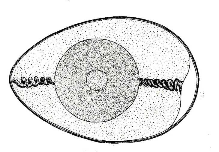 Строение яйца курицы рисунок