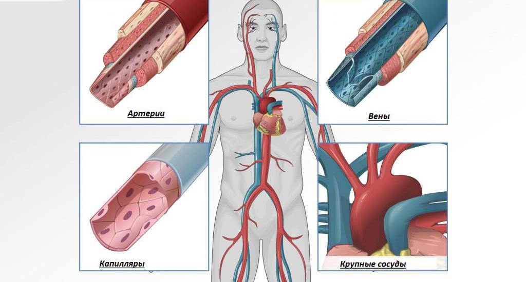 Какой сосуд поврежден на рисунке вена артерия