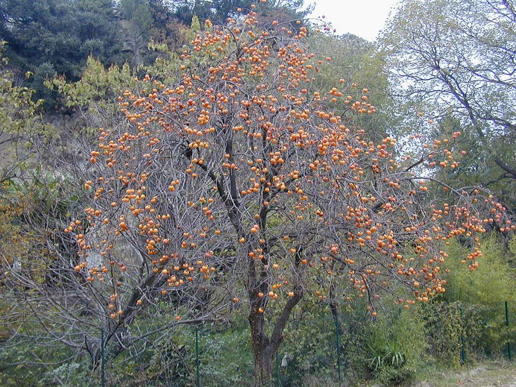 persimmon tree