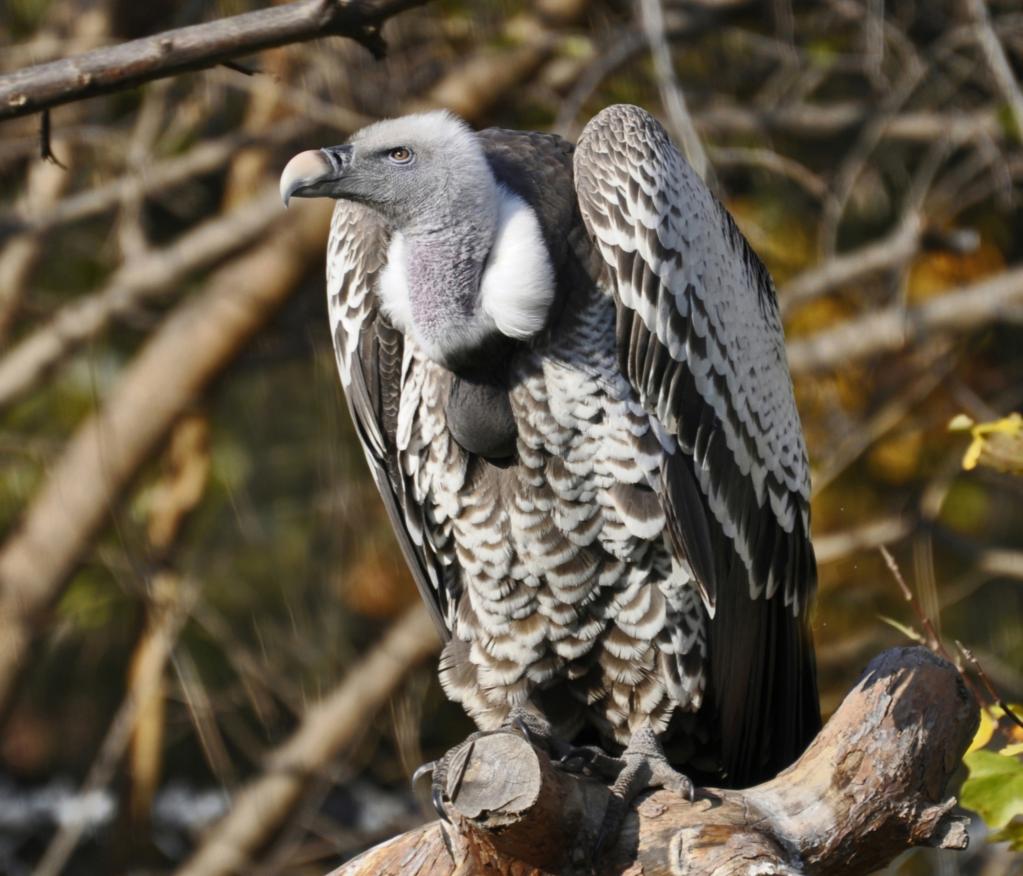 white vulture