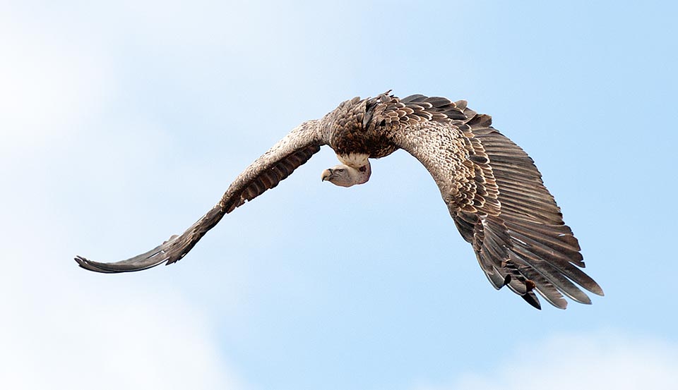 african vulture